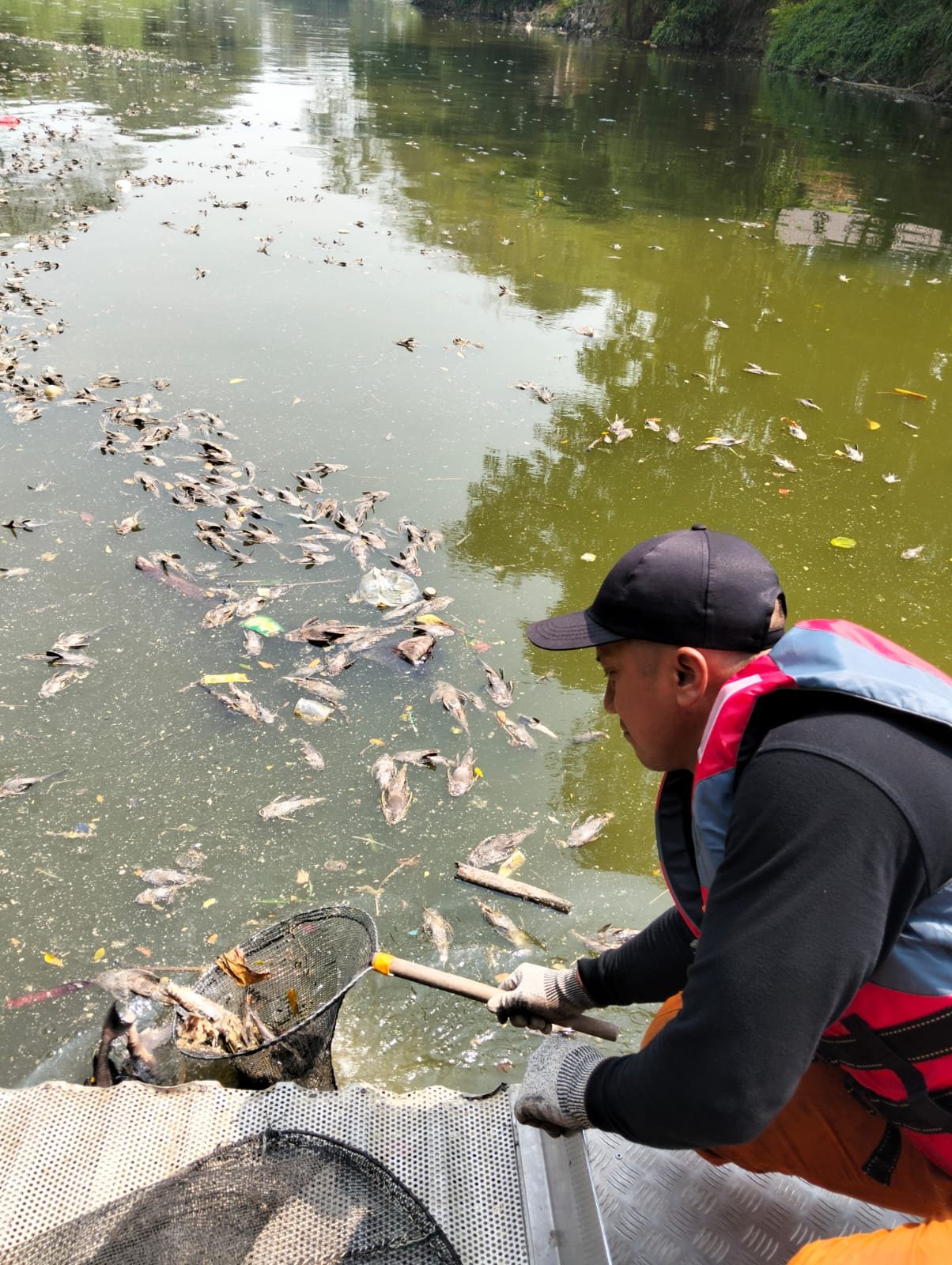 KP2C Apresiasi Gerak Cepat DLH Kota Bekasi Tangani Bangkai Ikan Sapu Sapu